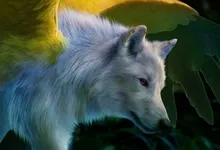 animals wolves Art HD Wallpaper
